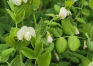 蚕豆油菜钓鱼技巧简单吗？如何快速掌握？