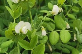 蚕豆油菜钓鱼技巧简单吗？如何快速掌握？