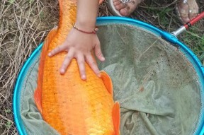 谷麦台钓技巧详解（轻松掌握谷麦台钓技巧）