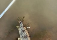 台钓钓鳜鱼有哪些技巧？如何提高钓鳜鱼的成功率？