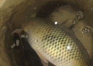 初春野钓鲫鱼打窝技巧是什么？如何有效吸引鲫鱼？
