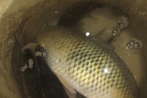 初春野钓鲫鱼打窝技巧是什么？如何有效吸引鲫鱼？
