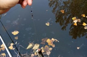 初冬钓鱼技巧教程？如何应对季节变化提高钓鱼成功率？