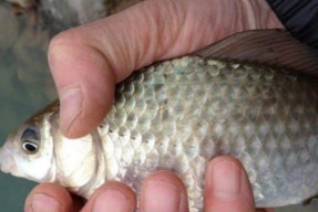 河内流水钓鲫鱼方法和技巧是什么？如何提高钓鲫鱼的技巧？