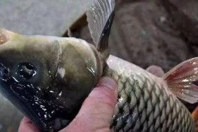 河虾野钓鲈鱼技巧教学？如何提高钓鲈鱼的成功率？