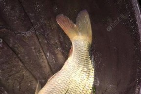 夜钓技巧之选择合适的竿（提升夜钓效果的关键一步）