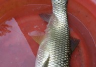 东北野河夏钓草鱼的技巧（掌握钓草鱼的窍门，享受夏日垂钓乐趣）