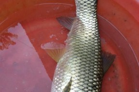 东北野河夏钓草鱼的技巧（掌握钓草鱼的窍门，享受夏日垂钓乐趣）