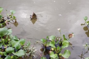 池塘浑水钓鱼的最佳方法和技巧是什么？如何提高浑水钓鱼的成功率？