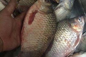 美国野外钓大鲤鱼的技巧（掌握钓鲤鱼的技巧）