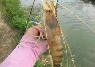 东南亚森林钓鱼技巧和方法有哪些？如何提高钓鱼成功率？