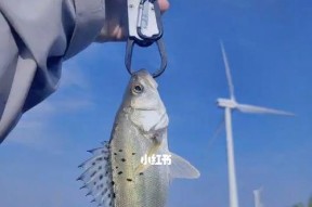 新手河流钓鱼技巧大全（从入门到精通）
