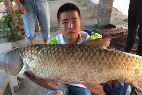 新鲜鼠尾鱼钓鱼技巧（探寻鼠尾鱼钓鱼技巧）