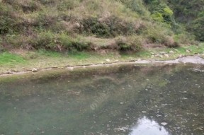 不足1米浅水钓鱼技巧有哪些？如何提高钓鱼成功率？
