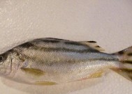 浮游矶钓石鲷鱼技巧有哪些？如何提高钓获率？