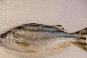 浮游矶钓石鲷鱼技巧有哪些？如何提高钓获率？
