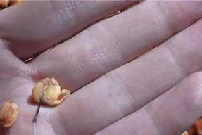 冰糖水钓鱼技巧有哪些？如何提高钓鱼成功率？
