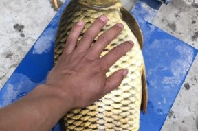 以玉米钓鲤鱼的高效技巧（钓鲤鱼的最佳诱饵和技术分享）