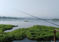 浮萍塘钓鱼打窝技巧是什么？如何有效提高钓鱼成功率？