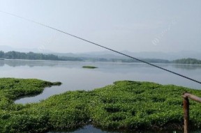 浮萍塘钓鱼打窝技巧是什么？如何有效提高钓鱼成功率？