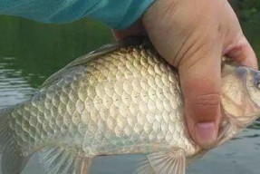 冰洞钓鲫鱼技巧有哪些？如何提高冰钓鲫鱼的成功率？
