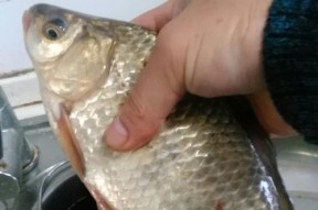 冬钓河流野钓鲤鱼技巧有哪些？如何提高冬季河流野钓鲤鱼的成功率？
