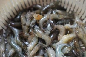 河虾野钓鲈鱼技巧和方法有哪些？如何提高钓鲈鱼的成功率？