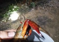 河虾钓鱼技巧教程简单吗？如何快速掌握？