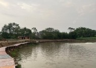 黑坑草鱼塘钓鱼技巧有哪些？如何提高钓获率？