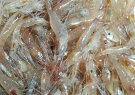 河虾磨粉钓鱼技巧有哪些？如何提高钓鱼成功率？