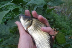 春分时节如何钓鲫鱼？掌握哪些野钓技巧能提高成功率？