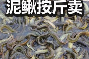 稻田泥鳅钓鱼技巧有哪些？如何提高钓获率？
