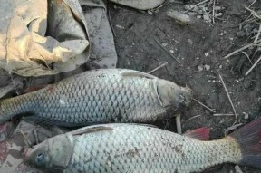 河里找鲤鱼钓鱼技巧是什么？如何提高钓鲤鱼的成功率？