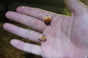 玉米挂钩钓鱼技巧（掌握技巧）