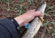 草洞钓鱼绝密技巧是什么？如何提高钓鱼成功率？