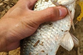 南宁邕江海竿钓鱼技巧（探秘南宁邕江海竿钓鱼的窍门与技巧）