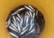 野钓马口鱼技巧与方法（揭秘钓马口鱼的诀窍）