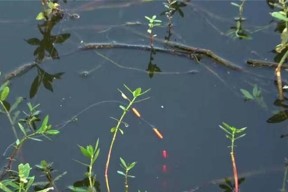 高温钓鱼调漂技巧（夏日钓鱼高招）