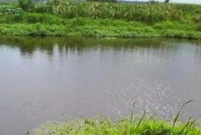 荷叶野钓大鲫鱼技巧和方法是什么？如何提高钓获率？