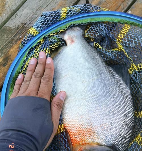 北方垂钓白鲳的方法与技巧（掌握这些技巧，成为白鲳垂钓高手）  第3张