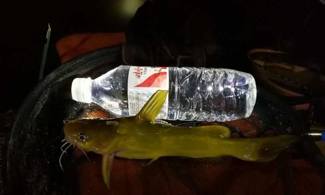 夜钓小技巧（夜晚钓鱼的高效利器，掌握串钩技巧，尽享夜钓乐趣）  第2张