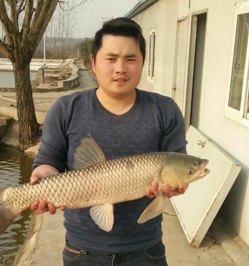 垂钓鳊鱼的小技巧（掌握这些技巧，让你的钓鳊之旅更加成功）  第1张