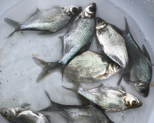 垂钓鳊鱼和鲂鱼的技巧（钓鳊鱼和鲂鱼的秘籍和策略）  第1张