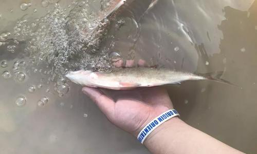 垂钓鳊鱼和鲂鱼的技巧（钓鳊鱼和鲂鱼的秘籍和策略）  第2张