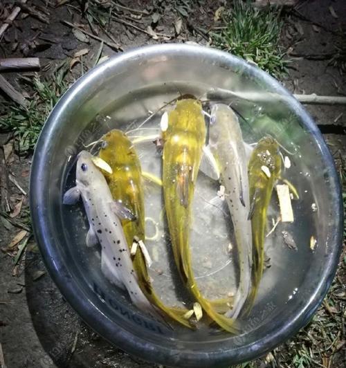 垂钓戈雅鱼的技巧与经验（掌握关键技巧，提高戈雅鱼垂钓成功率）  第2张