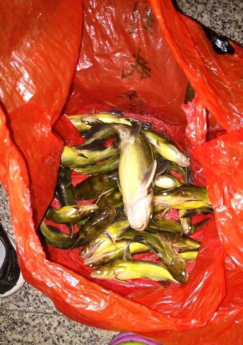 垂钓黄辣丁的技巧与方法（探寻黄辣丁的奥秘，让你的垂钓更加成功）  第1张
