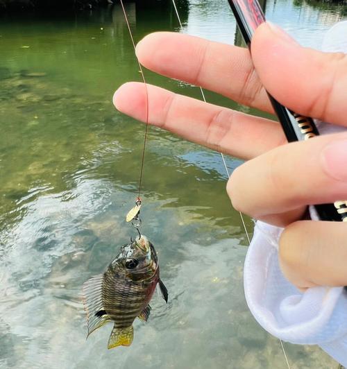 垂钓技巧教学（钓鱼高手的秘密武器，快速掌握垂钓技巧！）  第2张