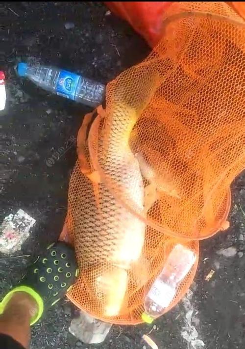 垂钓鲤鱼遛鱼的三个技巧（垂钓技巧、鲤鱼、遛鱼）  第2张