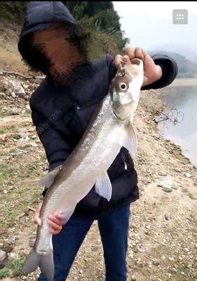 河流垂钓翘嘴技巧（掌握垂钓技巧，快速捕获翘嘴）  第1张