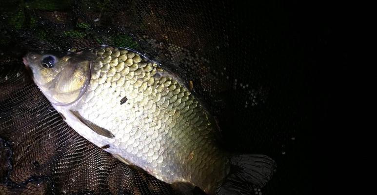 夜钓春天，竿技成就丰收（掌握竿技，春夜丰渔）  第2张